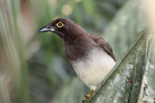 Brown Jay (Cyanocorax morio)