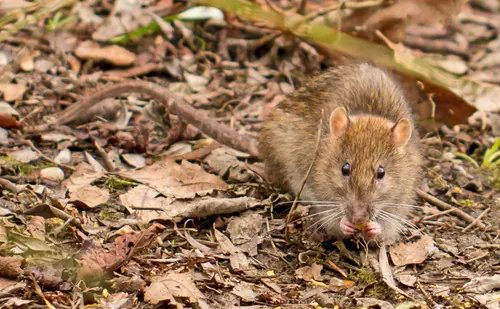 Brown Rat (Rattus norvegicus)