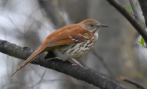 Brown Thrasher