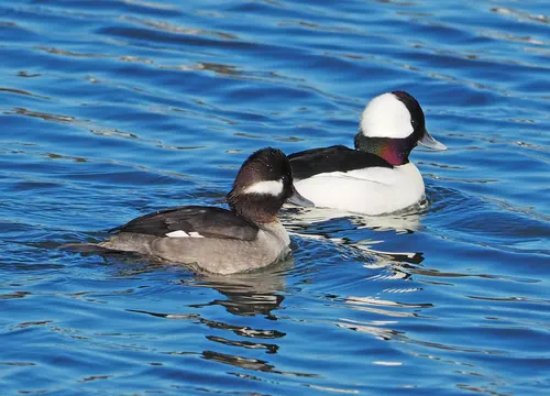 Bufflehead (Bucephala albeola)