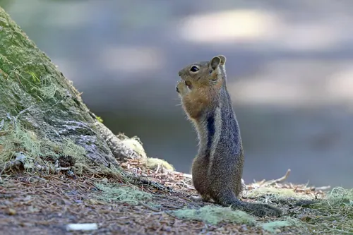 Cascade Golden-mantled Ground Squirrel (Callospermophilus saturatus)