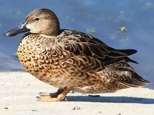 Cinnamon Teal (Spatula cyanoptera)