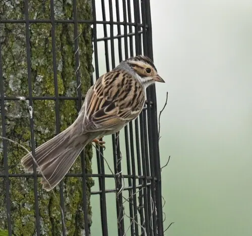Clay-colored Sparrow (Spizella pallida)