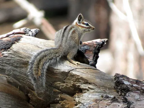 Cliff Chipmunk (Neotamias dorsalis)