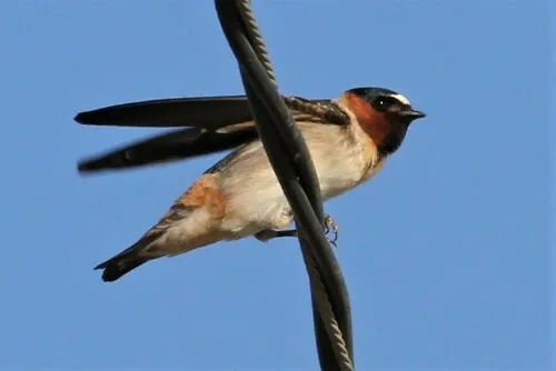 Cliff Swallow