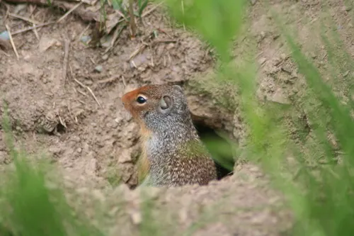 Columbian Ground Squirrel (Urocitellus columbianus)