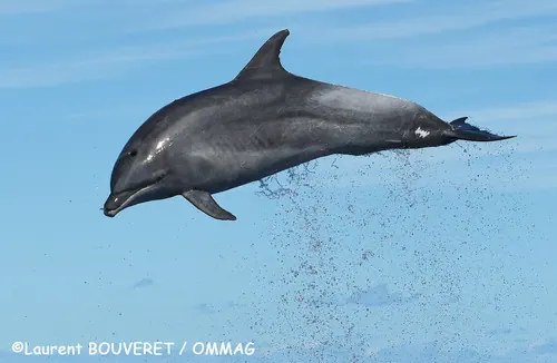 Common Bottlenose Dolphin (Tursiops truncatus)