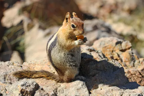 Common Golden-mantled Ground Squirrel