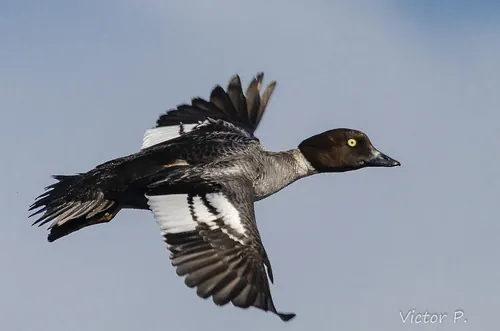 Common Goldeneye (Bucephala clangula)