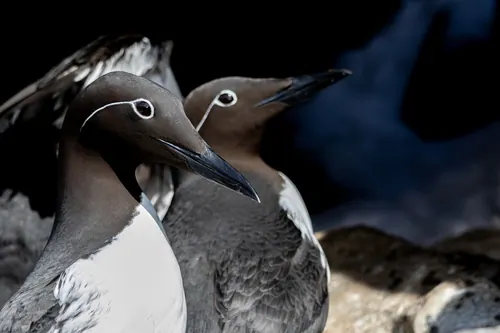 Common Murre (Uria aalge)