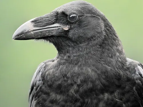 Common Raven