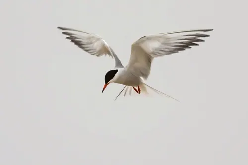Common Tern (Sterna hirundo)
