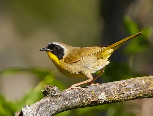 Common Yellowthroat