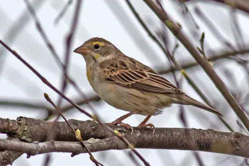 Dickcissel (Spiza americana)