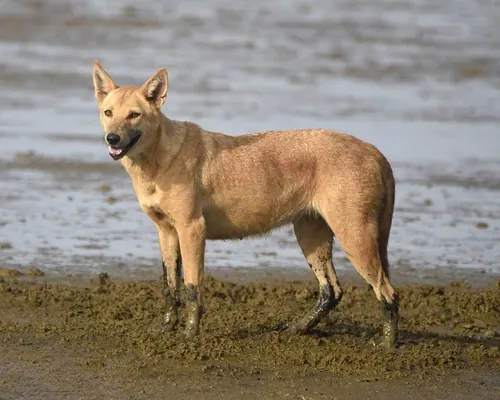Domestic Dog