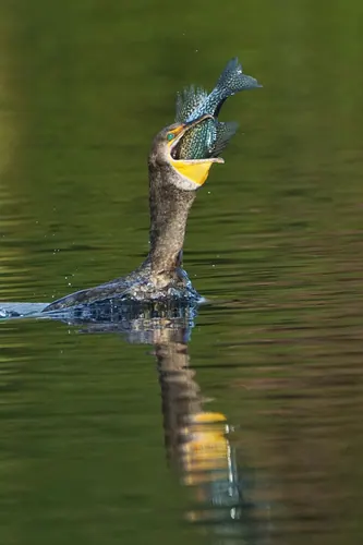 Double-crested Cormorant