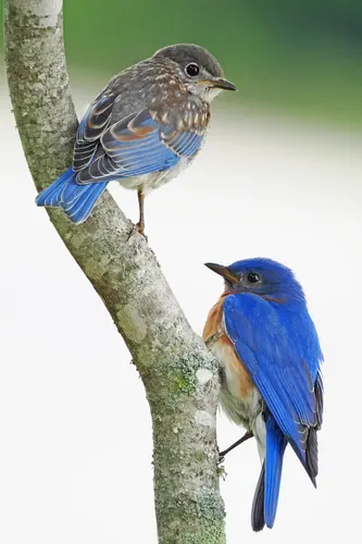 Eastern Bluebird