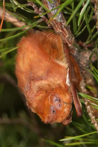 Eastern Red Bat (Lasiurus borealis)