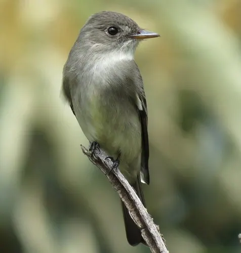 Eastern Wood-Pewee (Contopus virens)