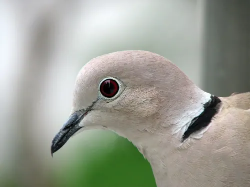 Eurasian Collared-Dove (Streptopelia decaocto)