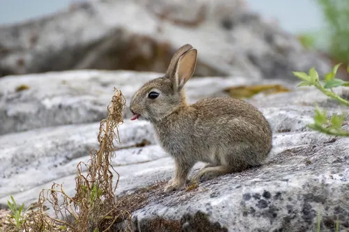 European Rabbit (Oryctolagus cuniculus)