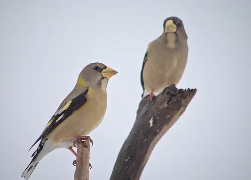 Evening Grosbeak