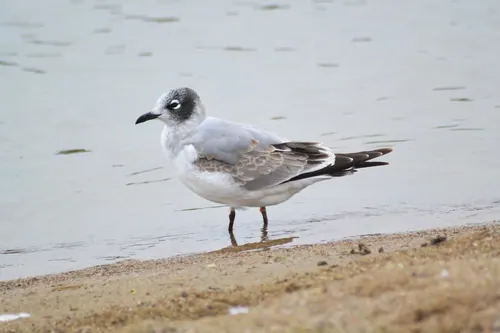 Franklin's Gull (Leucophaeus pipixcan)