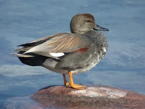 Gadwall (Mareca strepera)