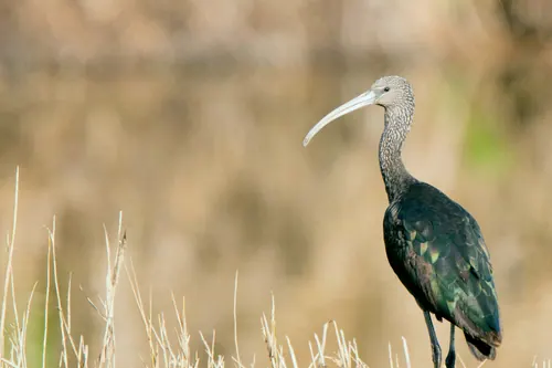 Glossy Ibis