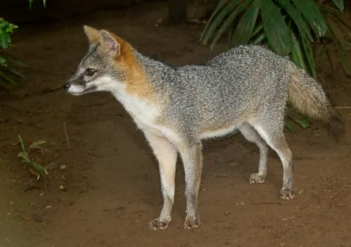 Gray Fox