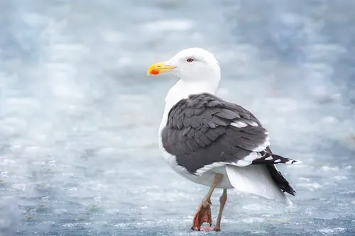 Great Black-backed Gull