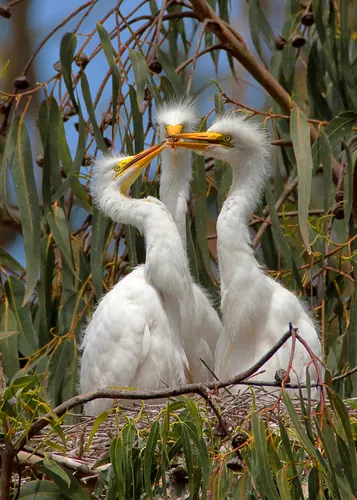 Great Egret