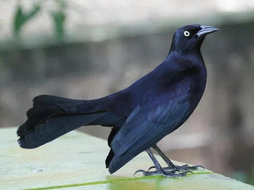 Greater Antillean Grackle