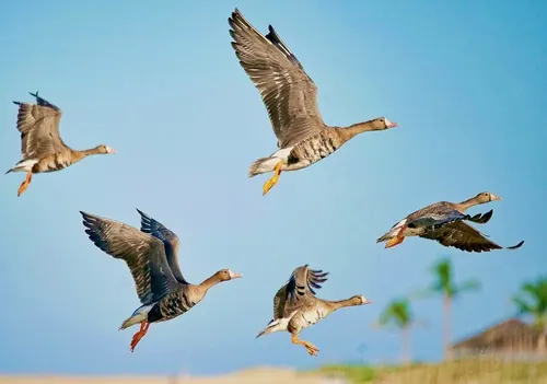 Greater White-fronted Goose (Anser albifrons)