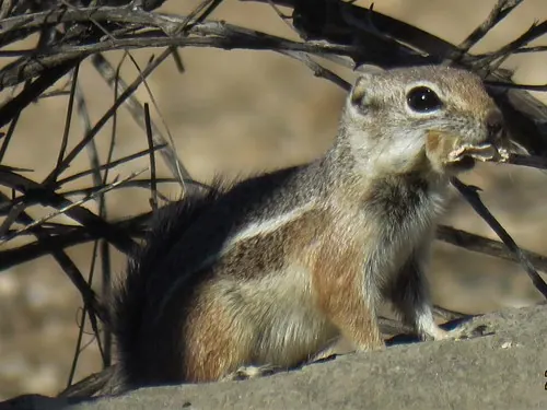 Harris' Antelope Squirrel