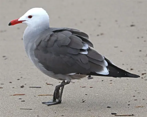 Heermann's Gull (Larus heermanni)