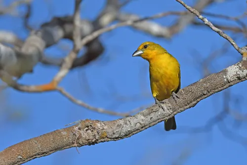 Hepatic Tanager (Piranga flava)