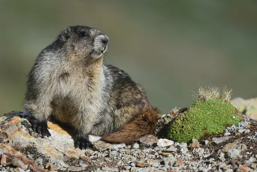 Hoary Marmot (Marmota caligata)