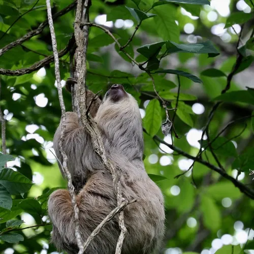 Hoffmann's Two-toed Sloth (Choloepus hoffmanni)