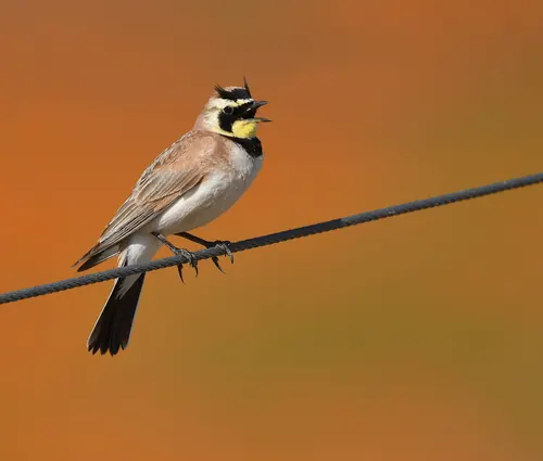 Horned Lark (Eremophila alpestris)