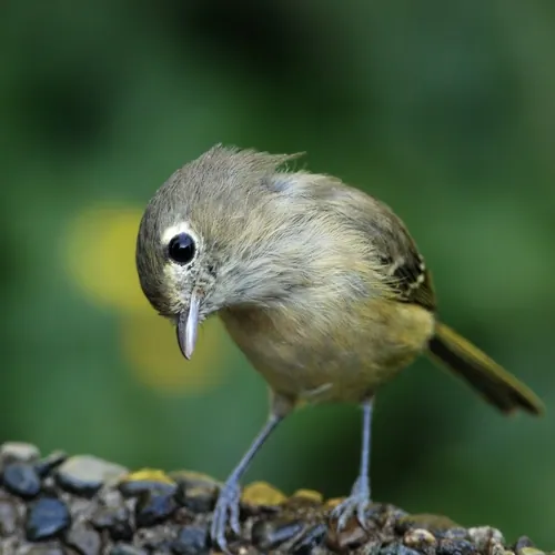 Hutton's Vireo (Vireo huttoni)