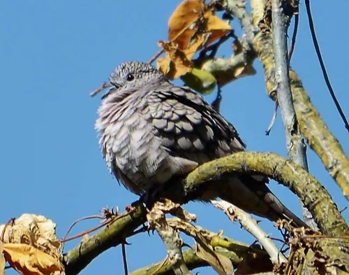 Inca Dove (Columbina inca)