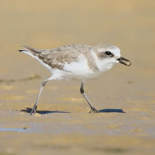 Kentish Plover