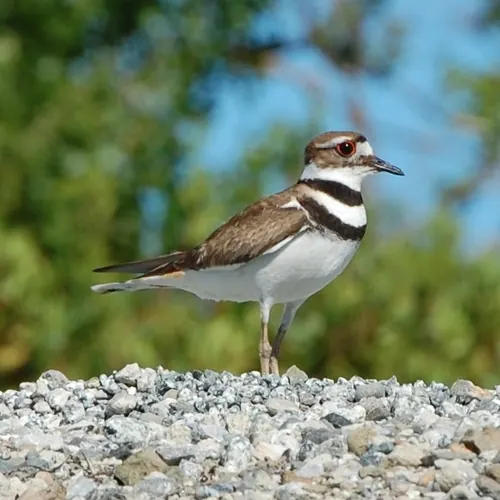 Killdeer (Charadrius vociferus)