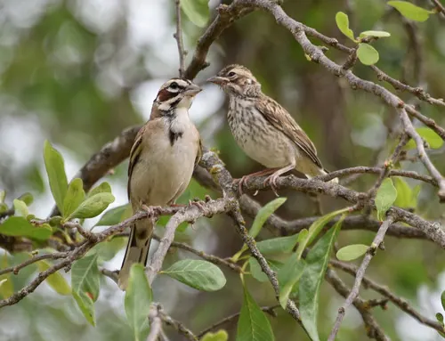 Lark Sparrow (Chondestes grammacus)