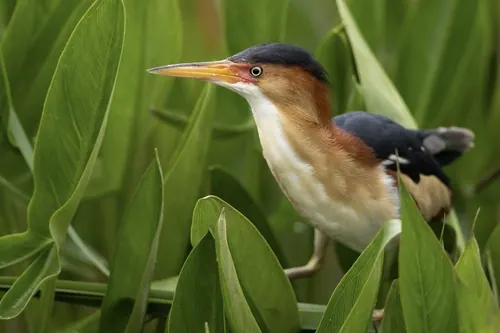 Least Bittern (Botaurus exilis)