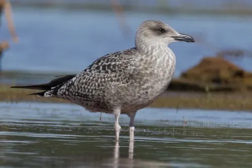Lesser Black-backed Gull (Larus fuscus)