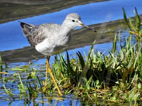 Lesser Yellowlegs (Tringa flavipes)