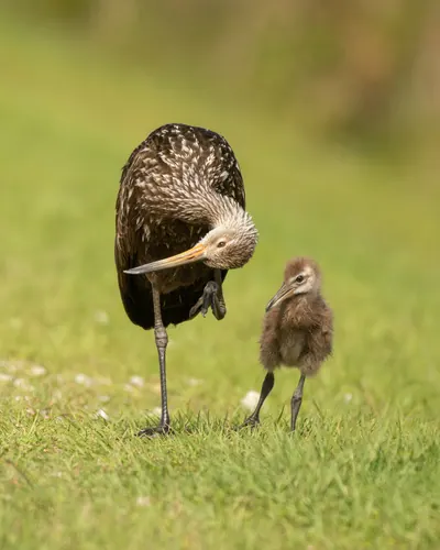 Limpkin (Aramus guarauna)