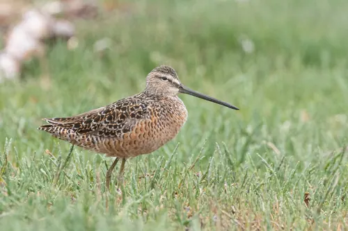 Long-billed Dowitcher (Limnodromus scolopaceus)